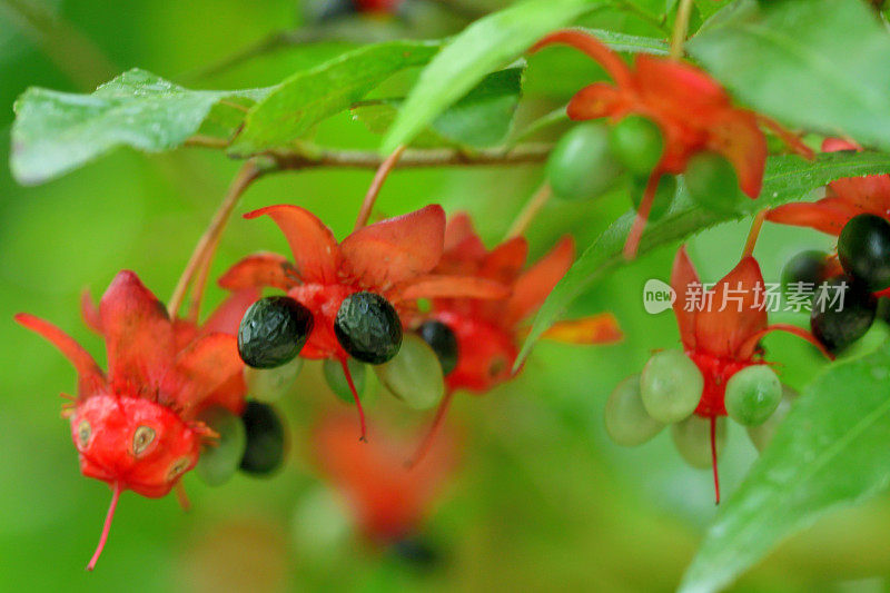 美丽植物的花/毛莨属